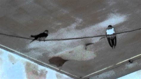 燕子飛到家裡